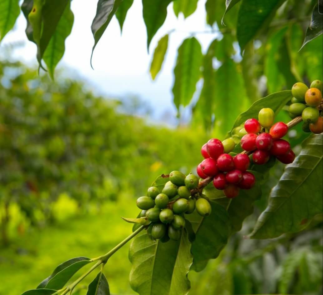 About - Java Boss Coffee Company