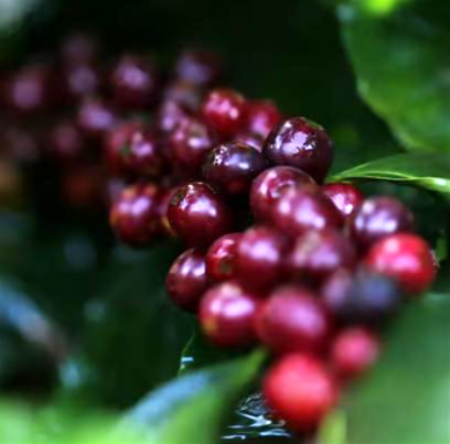 Brazil Cerrado - Medium Roasted - Coffee Beans - Image 3