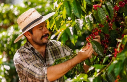 Guatemala - Huehuetenango Medium Roast Coffee Beans - Image 4