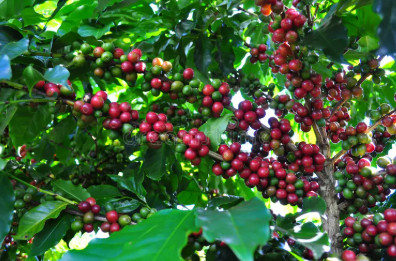 Brazil Cerrado - Medium Roasted - Coffee Beans - Image 4