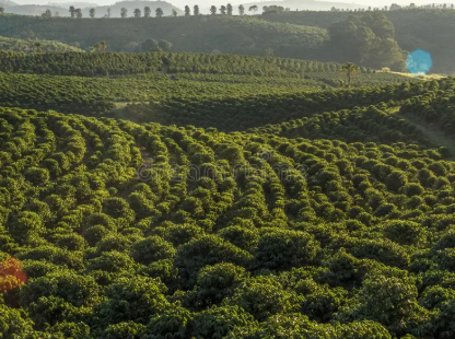 Brazil Cerrado - Medium Roasted - Coffee Beans - Image 5