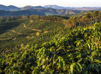 Brazil Cerrado - Medium Roasted - Coffee Beans - Image 6