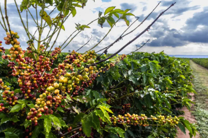 Brazil Cerrado - Medium Roasted - Coffee Beans - Image 7